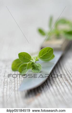 Stock Photo - Oregano (Origanum vulgare). Fotosearch