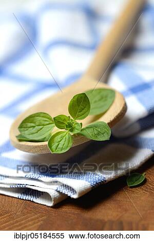 Stock Photography - Oregano (Origanum vulgare). Fotosearch