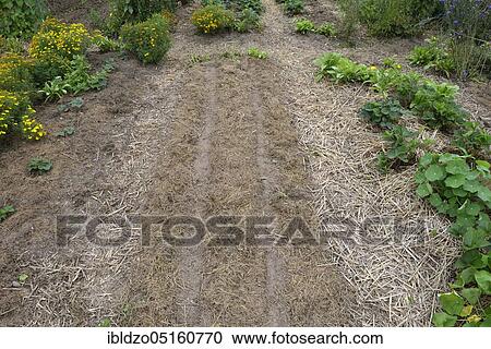 Stock Image - Organic garden mulched. Fotosearch