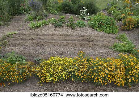 Organic garden with (Tagetes), mulched View Large Photo Image Picture - Organic garden with (Tagetes), mulched. Fotosearch