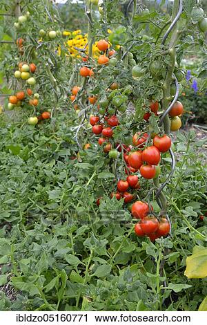 Organic garden with Tomatoes (Solanum Lycopersicum) View Large Photo Image Stock Image - Organic garden with Tomatoes (Solanum Lycopersicum). Fotosearch