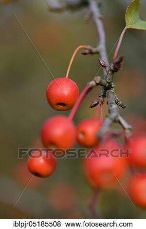 Stock Photo - Ornamental apples (Malus baccata) on branch. Fotosearch