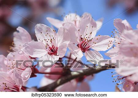 Ornamental cherry View Large Photo Image Stock Image - Ornamental cherry. Fotosearch