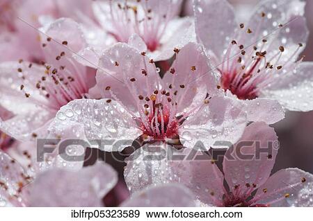 Ornamental cherry View Large Photo Image Stock Photo - Ornamental cherry. Fotosearch