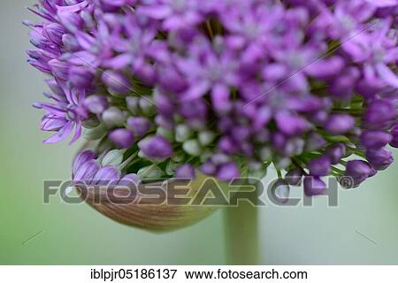 Ornamental leek ( Allium cristophii) View Large Photo Image Stock Photo - Ornamental leek ( Allium cristophii). Fotosearch