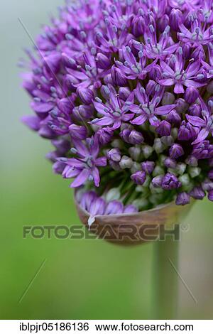 Stock Photograph - Ornamental leek ( Allium cristophii). Fotosearch