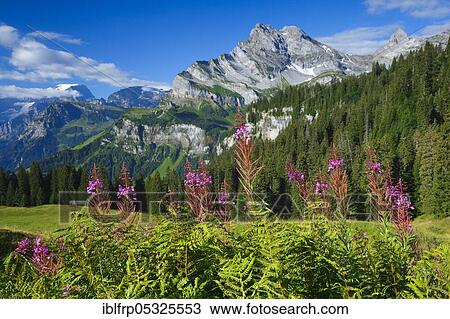 Stock Image - Ortstock and Tödi, Glarus, Switzerland, Tödi, Europe. Fotosearch