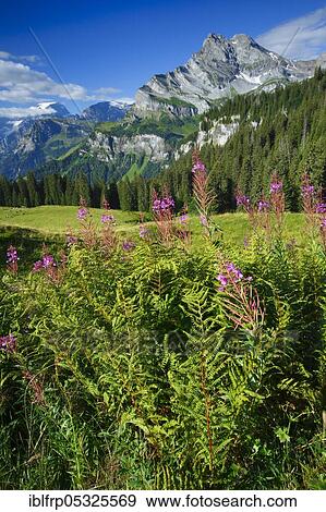 Stock Photo - Ortstock and Tödi, Glarus, Switzerland, Europe. Fotosearch