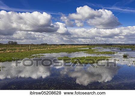 Osterfeiner Wiesen, wet meadow, nature reserve, Oldenburger Münsterland, Lower Saxony, Germany, Europe View Large Photo Image Stock Photo - Osterfeiner Wiesen, wet meadow, nature reserve, Oldenburger Münsterland, Lower Saxony, Germany, Europe. Fotosearch