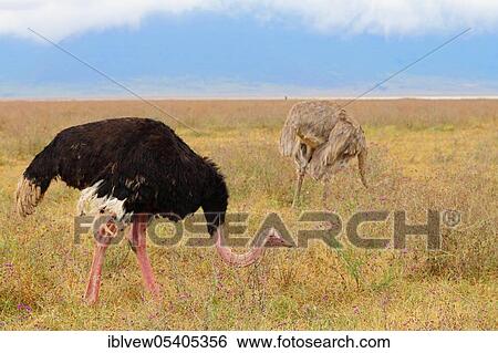 Stock Photograph - Ostriches, pair (Struthio camelus), Ngorongoro Crater, Tanzania, Africa. Fotosearch