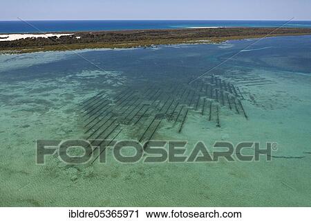 Stock Image - Oyster farm off Moreton Island, Brisbane, Australia, Oceania. Fotosearch