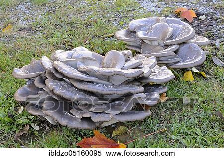 Oyster mushroom (Pleurotus ostreatus) View Large Photo Image Stock Photography - Oyster mushroom (Pleurotus ostreatus). Fotosearch
