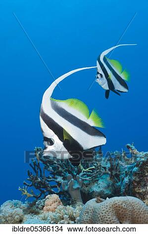 Pair of bannerfish (Heniochus acuminatus), Great Barrier Reef, Australia, Oceania View Large Photo Image Picture - Pair of bannerfish (Heniochus acuminatus), Great Barrier Reef, Australia, Oceania. Fotosearch
