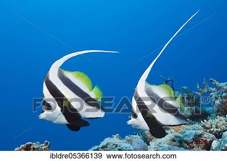 Pair of bannerfish (Heniochus acuminatus), Great Barrier Reef, Australia, Oceania View Large Photo Image Stock Photo - Pair of bannerfish (Heniochus acuminatus), Great Barrier Reef, Australia, Oceania. Fotosearch