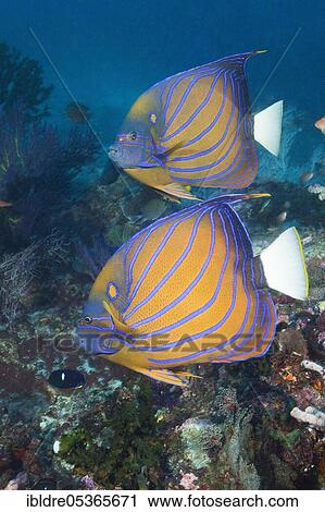 Pair of blue ring angelfish (Pomacanthus annularis), Triton Bay, West Papua, Indonesia, Asia View Large Photo Image Stock Image - Pair of blue ring angelfish (Pomacanthus annularis), Triton Bay, West Papua, Indonesia, Asia. Fotosearch