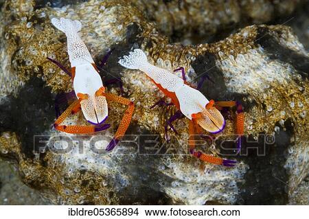 Picture - Pair of Emperor Shrimp (Periclimenes imperator), Ambon, Moluccas, Indonesia, Asia. Fotosearch