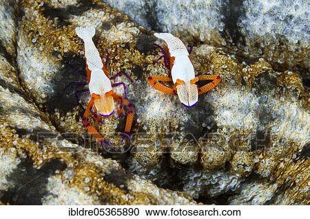 Pair of Emperor Shrimp (Periclimenes imperator), Ambon, Moluccas, Indonesia, Asia View Large Photo Image Stock Image - Pair of Emperor Shrimp (Periclimenes imperator), Ambon, Moluccas, Indonesia, Asia. Fotosearch
