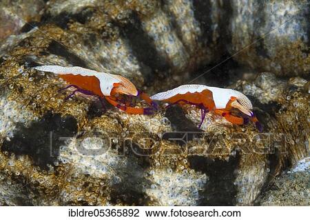 Pair of Emperor Shrimp (Periclimenes imperator), Ambon, Moluccas, Indonesia, Asia View Large Photo Image Stock Image - Pair of Emperor Shrimp (Periclimenes imperator), Ambon, Moluccas, Indonesia, Asia. Fotosearch