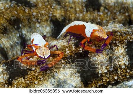 Stock Photography - Pair of Emperor Shrimp (Periclimenes imperator), Ambon, Moluccas, Indonesia, Asia. Fotosearch