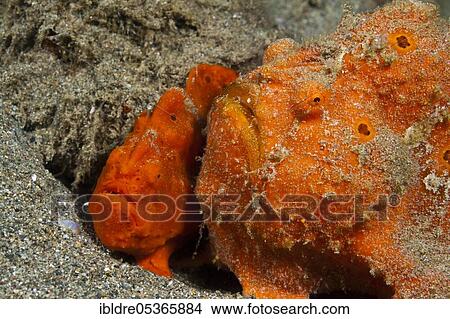 Pair of orange round-spotted frogfishes (Antennarius pictus), Ambon, Moluccas, Indonesia, Asia View Large Photo Image Picture - Pair of orange round-spotted frogfishes (Antennarius pictus), Ambon, Moluccas, Indonesia, Asia. Fotosearch