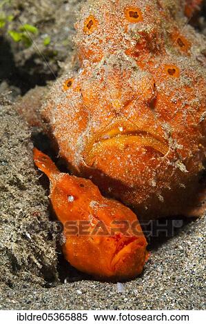 Pair of orange round-spotted frogfishes (Antennarius pictus), Ambon, Moluccas, Indonesia, Asia View Large Photo Image Stock Photography - Pair of orange round-spotted frogfishes (Antennarius pictus), Ambon, Moluccas, Indonesia, Asia. Fotosearch