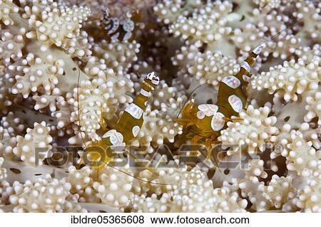 Pair of stool shrimp (Thor amboinensis), Triton Bay, West Papua, Indonesia, Asia View Large Photo Image Stock Photo - Pair of stool shrimp (Thor amboinensis), Triton Bay, West Papua, Indonesia, Asia. Fotosearch