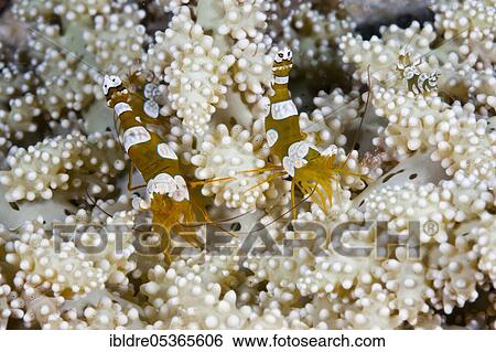 Stock Photograph - Pair of stool shrimp (Thor amboinensis), Triton Bay, West Papua, Indonesia, Asia. Fotosearch