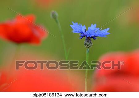 ( Papaver rhoeas) Flowering Cornflower ( Centaurea cyanus) in poppy field, poppy flowersfield View Large Photo Image Picture - ( Papaver rhoeas) Flowering Cornflower ( Centaurea cyanus) in poppy field, poppy flowersfield. Fotosearch