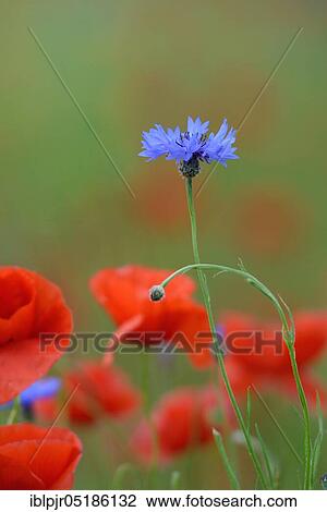 ( Papaver rhoeas) Flowering Cornflower ( Centaurea cyanus) in poppy field, poppy flowersfield View Large Photo Image Stock Image - ( Papaver rhoeas) Flowering Cornflower ( Centaurea cyanus) in poppy field, poppy flowersfield. Fotosearch