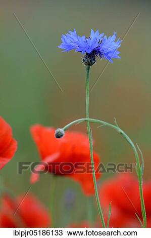 ( Papaver rhoeas) Flowering Cornflower ( Centaurea cyanus) in poppy field, poppy flowersfield View Large Photo Image Stock Image - ( Papaver rhoeas) Flowering Cornflower ( Centaurea cyanus) in poppy field, poppy flowersfield. Fotosearch