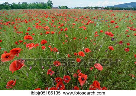 ( Papaver rhoeas) Flowering Cornflower ( Centaurea cyanus) in poppy field, poppy flowersfield View Large Photo Image Stock Photography - ( Papaver rhoeas) Flowering Cornflower ( Centaurea cyanus) in poppy field, poppy flowersfield. Fotosearch