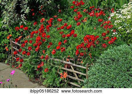 Papaver somniferumflowerbed ( Papaver. ) with wooden garden fence, England, Great Britain View Large Photo Image Stock Image - Papaver somniferumflowerbed ( Papaver. ) with wooden garden fence, England, Great Britain. Fotosearch