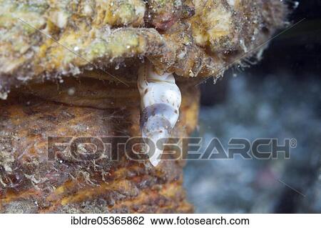 Stock Image - Parasitic snail, Luetzenia asthenosomae, Ambon, Moluccas, Indonesia, Asia. Fotosearch