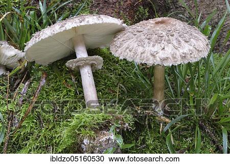 Stock Image - Parasol, common giant umbrella (Macrolepiota procera), giant umbrella fungus. Fotosearch