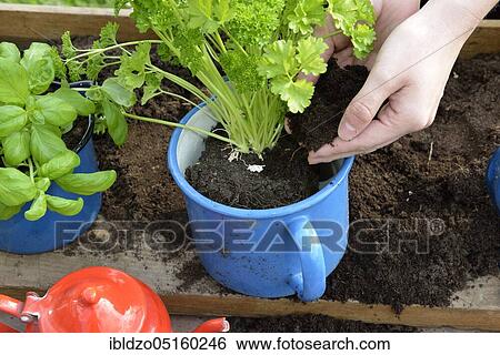 Parsley (Petroselinum crispum) View Large Photo Image Stock Photograph - Parsley (Petroselinum crispum). Fotosearch