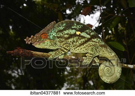 Parson's chameleon (Calumma parsonii), male, lowland rainforest, East Coast, Madagascar, Africa View Large Photo Image Stock Image - Parson's chameleon (Calumma parsonii), male, lowland rainforest, East Coast, Madagascar, Africa. Fotosearch