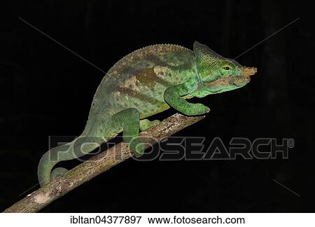 Parson's chameleon (Calumma parsonii cristifer), male, rainforest, Andasibe-Mantadia National Park, east Madagascar View Large Photo Image Stock Photo - Parson's chameleon (Calumma parsonii cristifer), male, rainforest, Andasibe-Mantadia National Park, east Madagascar. Fotosearch