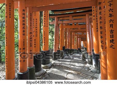 Path lined with torii gates, Fushimi Inari-taisha Shrine, Kyoto, Japan, Asia View Large Photo Image Stock Photography - Path lined with torii gates, Fushimi Inari-taisha Shrine, Kyoto, Japan, Asia. Fotosearch