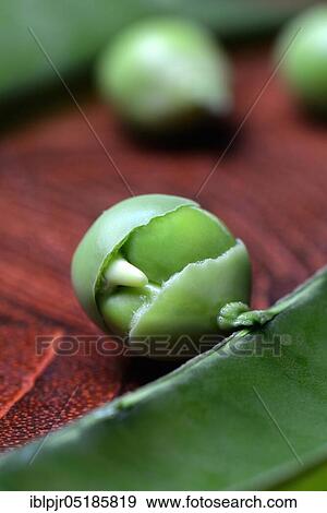 Pea germinated in pod ( Pisum sativum) View Large Photo Image Stock Photo - Pea germinated in pod ( Pisum sativum). Fotosearch