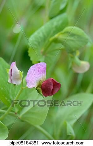 Pea ( Pisum sativum)... flowering, sort of Aunt Emma... View Large Photo Image Stock Image - Pea ( Pisum sativum)... flowering, sort of Aunt Emma.... Fotosearch