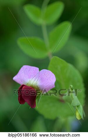Pea ( Pisum sativum) View Large Photo Image Stock Photograph - Pea ( Pisum sativum). Fotosearch