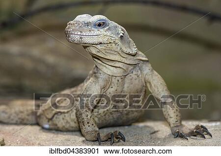 Peach-throated monitor (Varanus jobiensis) on the ground, captive, Leipzig, Saxony, Germany, Europe View Large Photo Image Stock Image - Peach-throated monitor (Varanus jobiensis) on the ground, captive, Leipzig, Saxony, Germany, Europe. Fotosearch