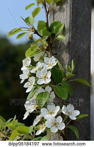 Pear, 1862, butter pear, summer pear, variety Early Trevoux( Pyrus communis), Early Trevoux, France, Europe View Large Photo Image Stock Photo - Pear, 1862, butter pear, summer pear, variety Early Trevoux( Pyrus communis), Early Trevoux, France, Europe. Fotosearch