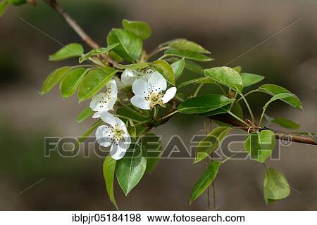 Pear, 1862, butter pear, summer pear, variety Early Trevoux( Pyrus communis), Early Trevoux, France, Europe View Large Photo Image Stock Photo - Pear, 1862, butter pear, summer pear, variety Early Trevoux( Pyrus communis), Early Trevoux, France, Europe. Fotosearch