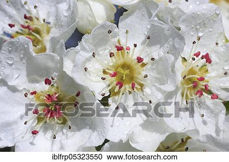 Stock Image - Pear Flower, Pear. Fotosearch