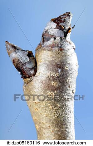 Pear (Pyrus) Bud View Large Photo Image Stock Photograph - Pear (Pyrus) Bud. Fotosearch