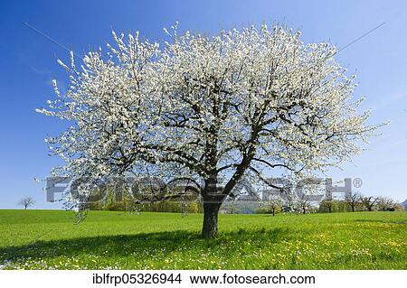 Pear tree in spring, Switzerland, Europe View Large Photo Image Picture - Pear tree in spring, Switzerland, Europe. Fotosearch