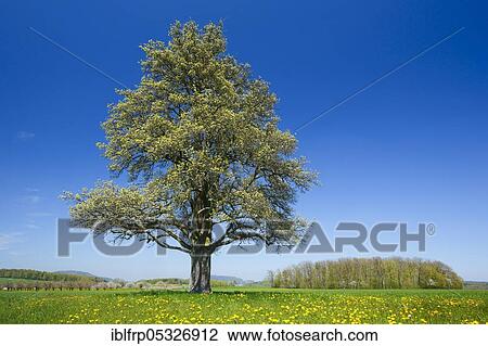 Pear tree in spring, Switzerland, Europe View Large Photo Image Stock Image - Pear tree in spring, Switzerland, Europe. Fotosearch