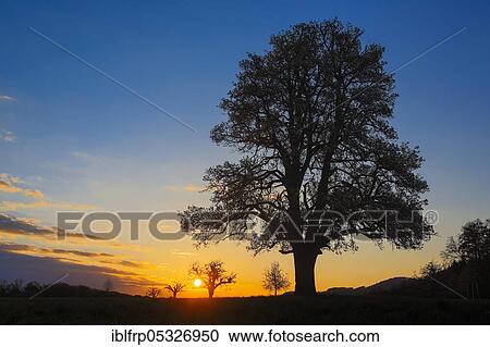 Pear tree in spring, Switzerland, Europe View Large Photo Image Stock Image - Pear tree in spring, Switzerland, Europe. Fotosearch
