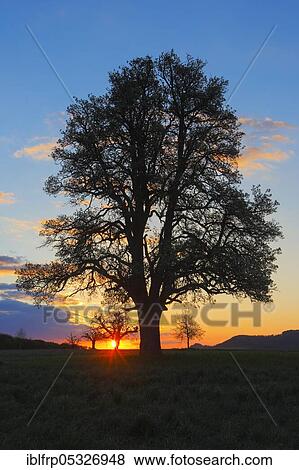 Stock Photo - Pear tree in spring, Switzerland, Europe. Fotosearch